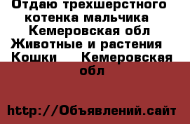 Отдаю трехшерстного  котенка мальчика - Кемеровская обл. Животные и растения » Кошки   . Кемеровская обл.